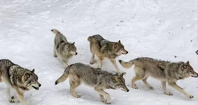 狼群狩猎（掌握狼群狩猎的卡牌组成和策略）