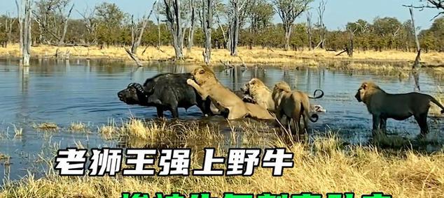 河洛群侠传中金髯狮王的位置在哪里？如何找到狮王？